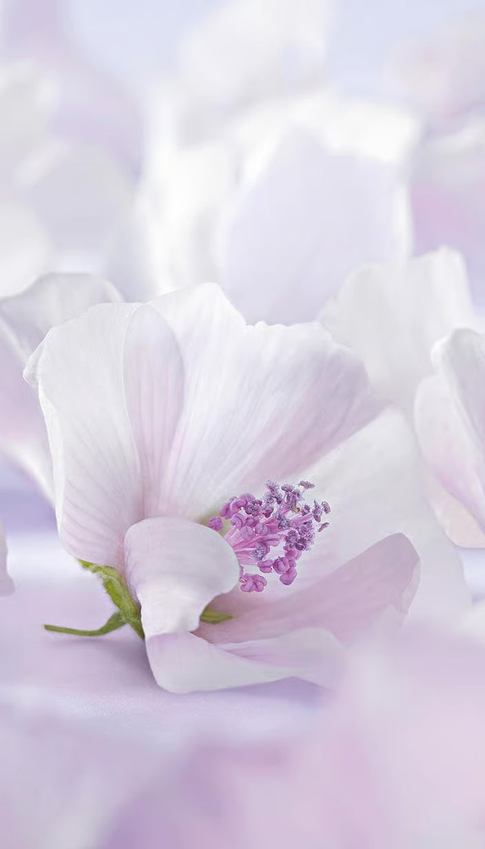 White Mallow Body Lotion